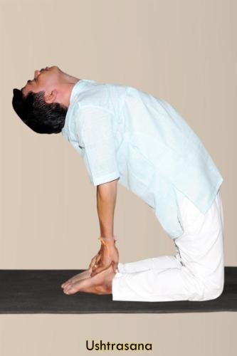 Ushtrasana copy